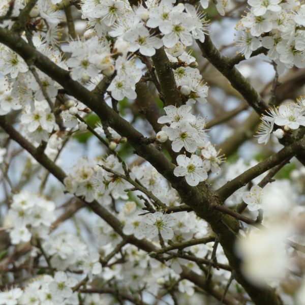 aubepine-marais-vendee