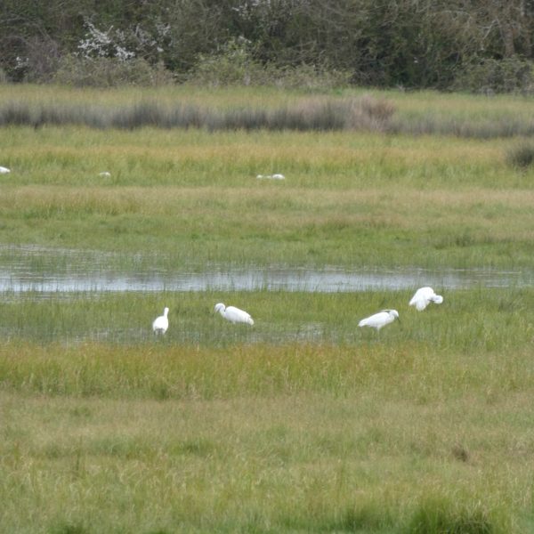oiseaux-vendee-marais